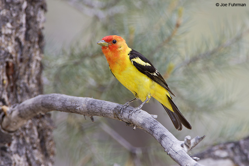 Western Tanager male Kern Co., CA June 2006