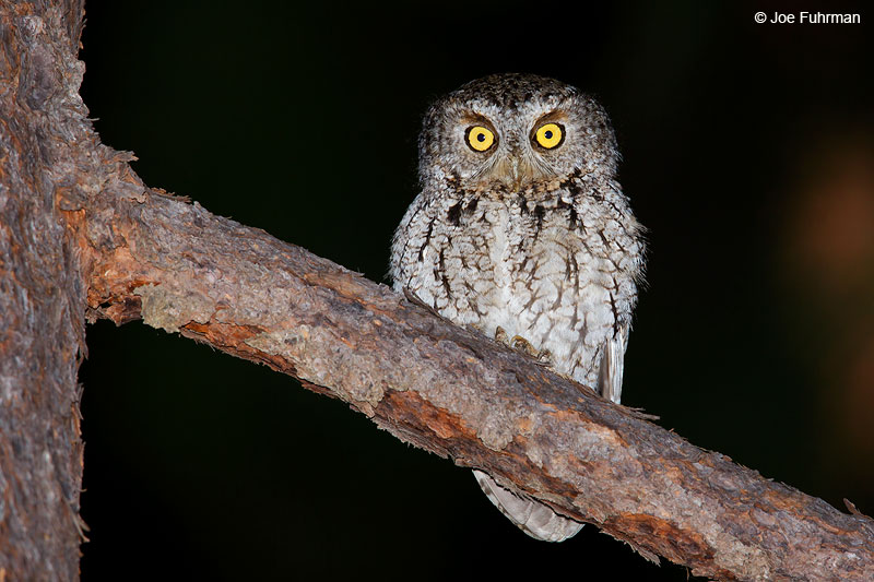 Whiskered Screech-Owl Reserva Chara Pinta, Sinaloa, Mexico April 2015