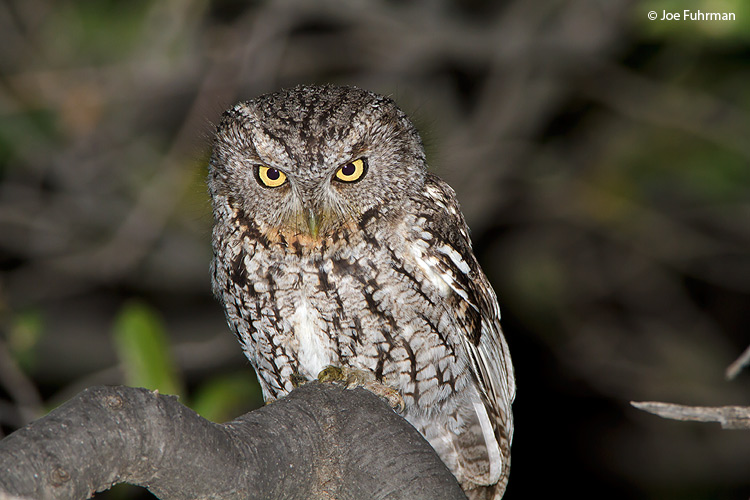 Whiskered Screech-Owl Santa Cruz Co., AZ April 2010
