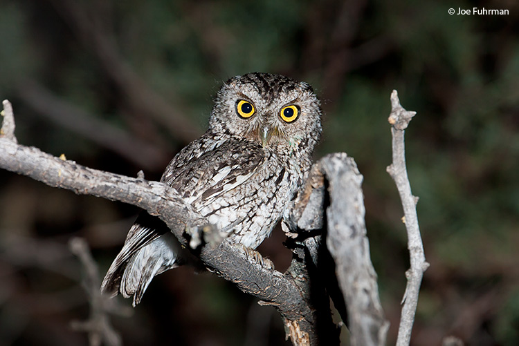 Whiskered Screech-Owl Santa Cruz Co., AZ May 2006