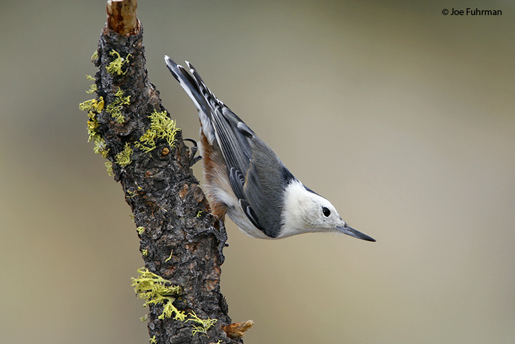 White-breasted_Nuthatch_IMG_4693