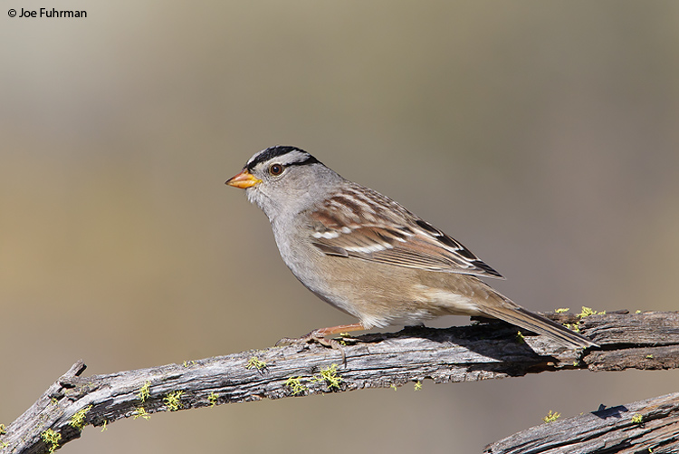 White-crowned Sparrow Lake Co., OR Sept. 2007