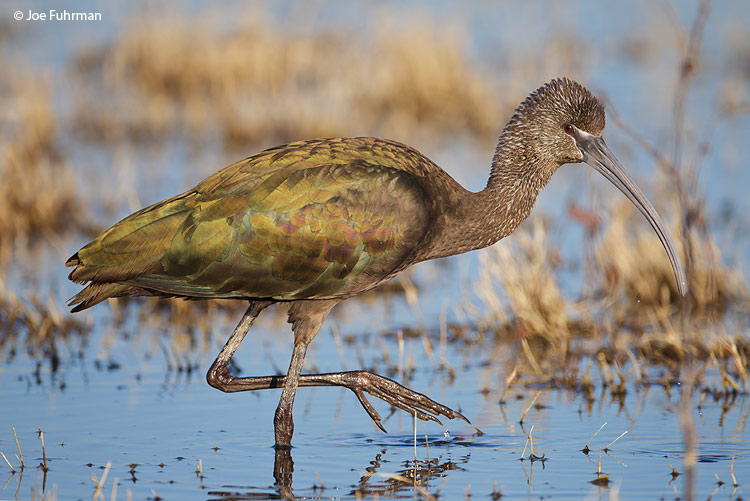 White-faced Ibis Riverside Co., CA Dec. 2011