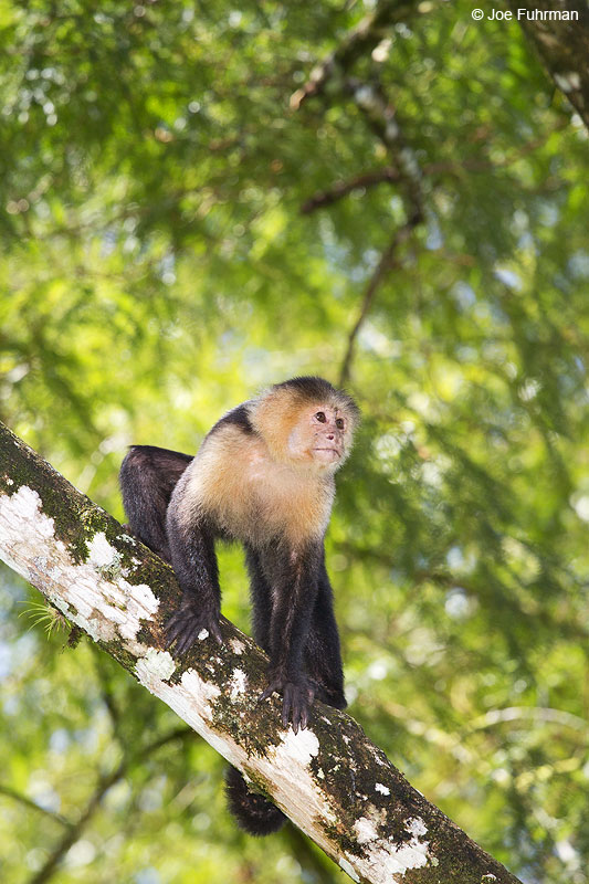 White-headed Capuchin Costa Rica   Jan. 2014