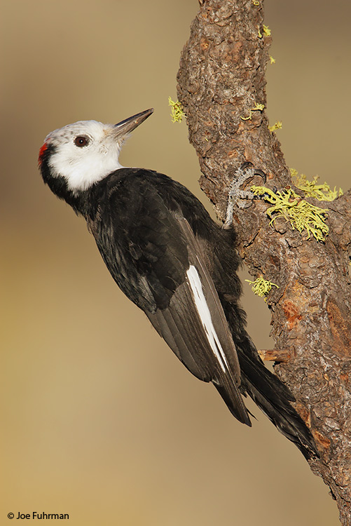 White-headed Woodpecker female Lake Co., OR September 2007