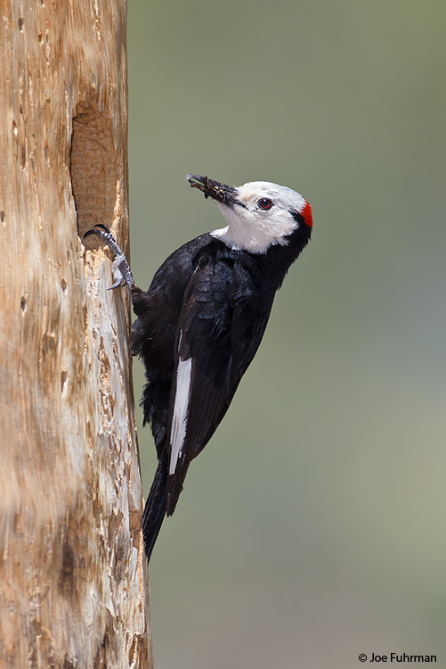 White-headed Woodpecker Mono Co., CA June 2011