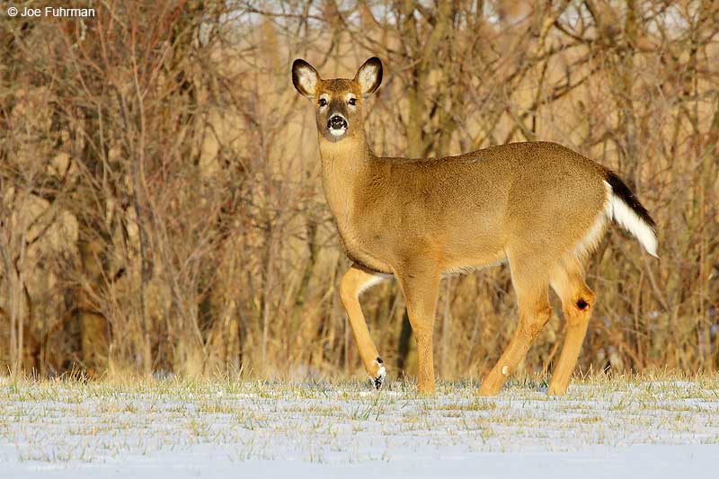 White-tailed Deer Lake Erie Metropark, MI Jan. 2016