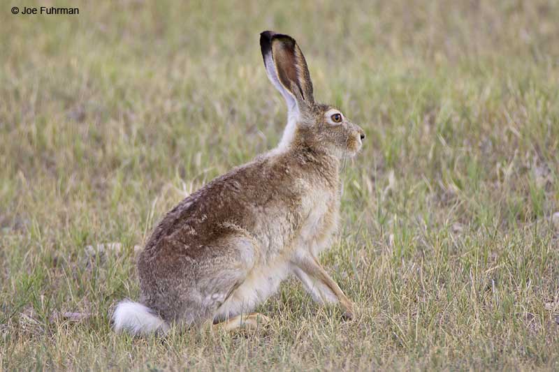 White-tailed Jackrabbit   Weld County, CO   July 2006