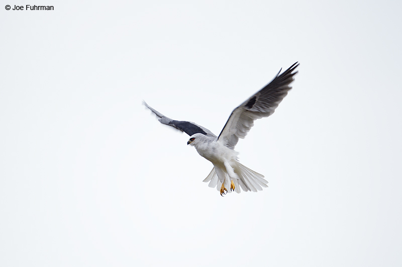 White-tailed Kite Monterey Co., CA Nov. 2012