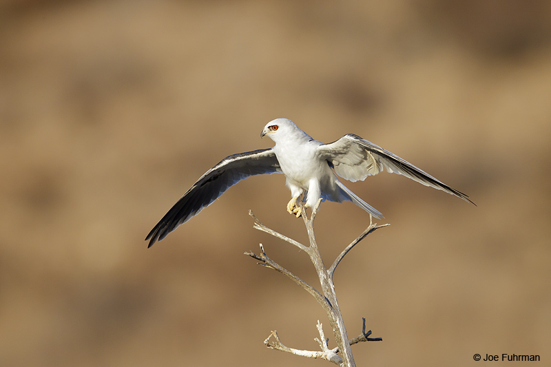 White-tailed Kite San Diego Co., CA August 2012