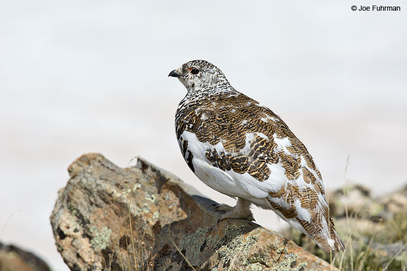 White-tailed Ptarmigan Summit Co., CO   June 2014