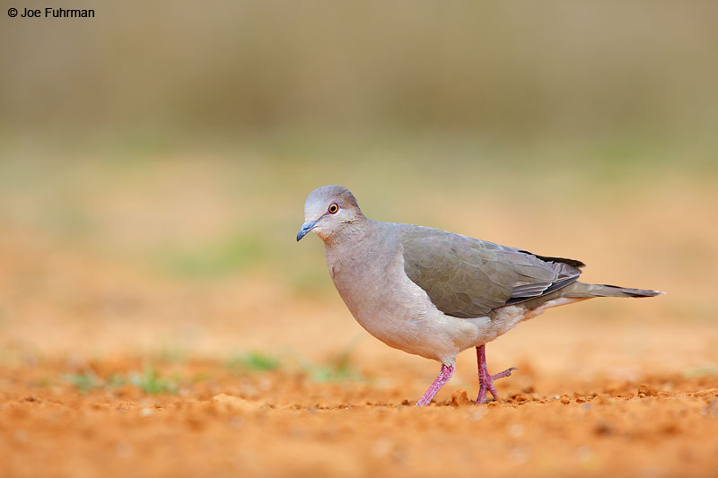 White-tipped Dove Starr Co., TX March 2015