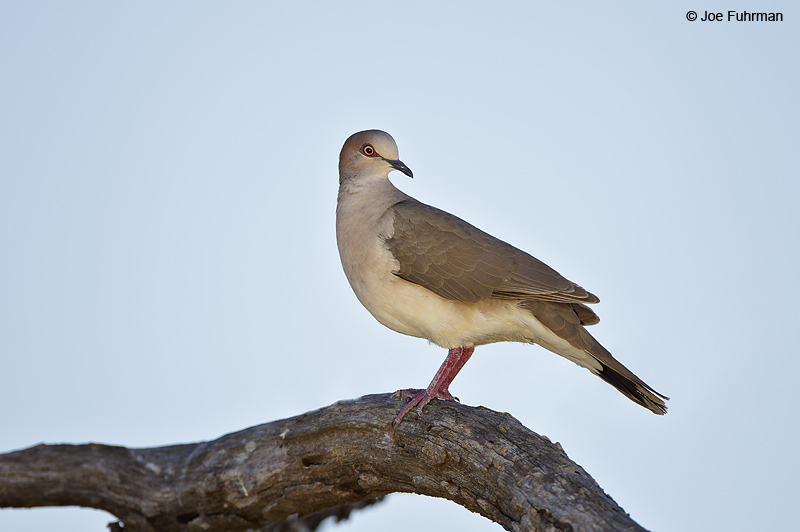 White-tipped Dove Starr Co., TX April 2012