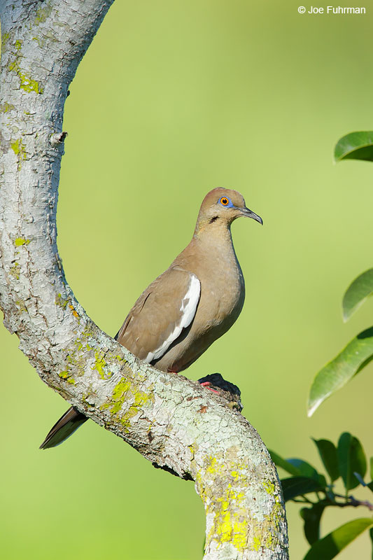 White-winged Dove Jalisco, Mexico April 2015