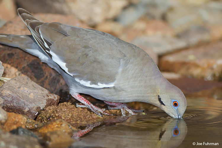 White-winged Dove Pima Co., AZ April 2010