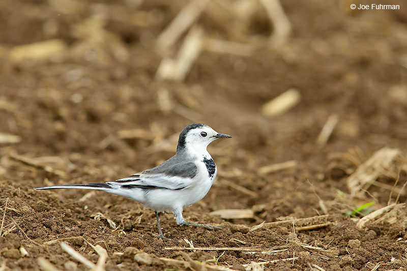 White Wagtail Thailand   October 2015