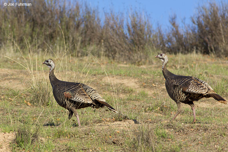 Wild TurkeyPinnacles National Park, CA March 2014