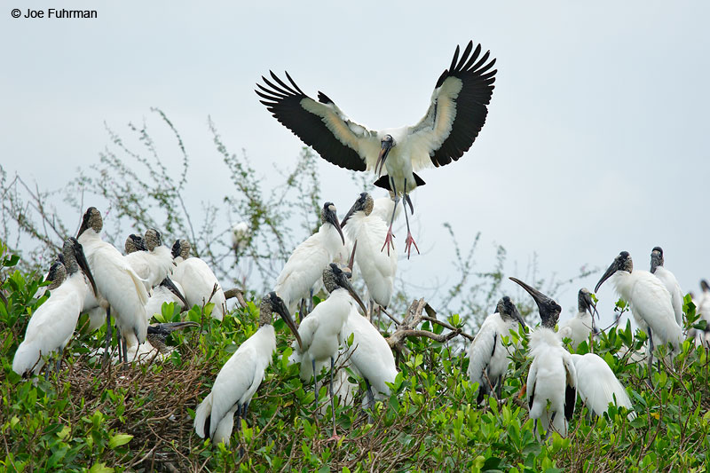Wood StorkSan Blas, Nayarit, Mexico April 2015