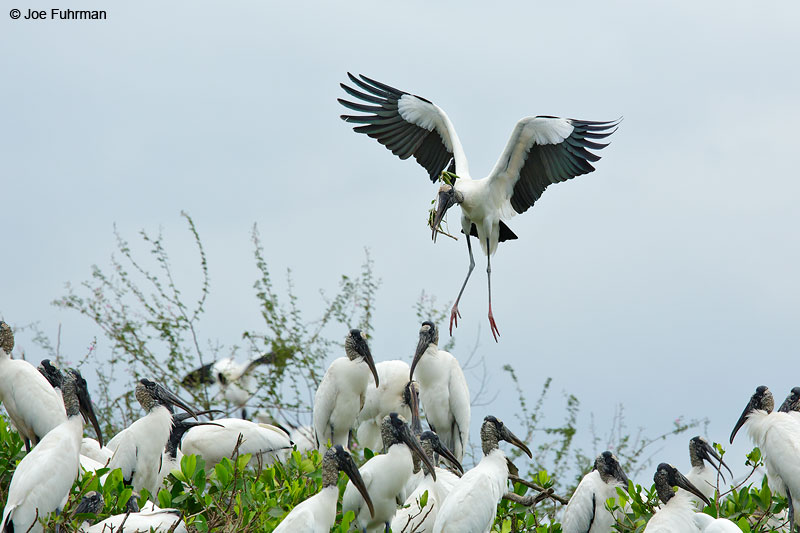 Wood StorkSan Blas, Nayarit, Mexico April 2015