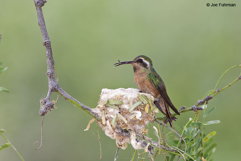 Xantus's Hummingbird female Los Cabos, Baja Sur, Mexico   Jan. 2013