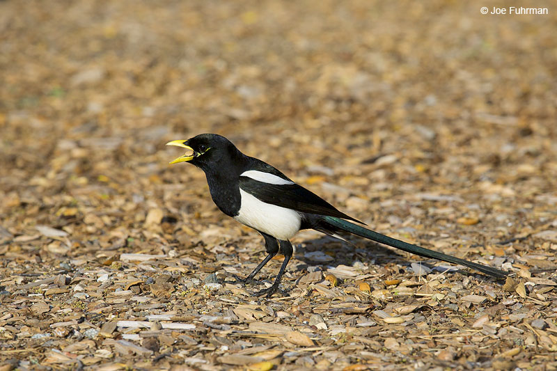 Yellow-billed Magpie Monterey Co., CA March 2014