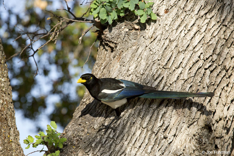 Yellow-billed Magpie Monterey Co., CA March 2014