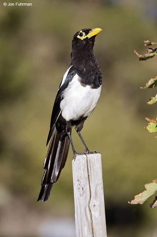 Yellow-billed Magpie Monterey Co., CA July 2012