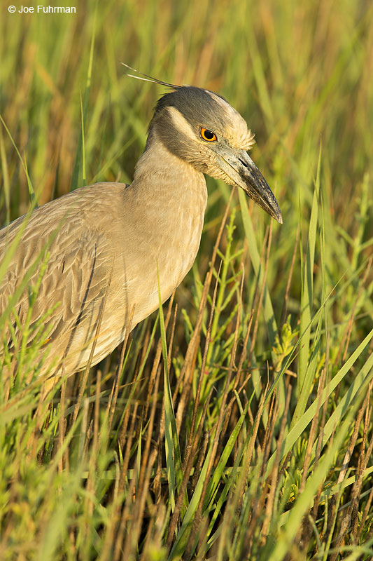 Yellow-crowned Night-Heron Galveston, TX May 2014