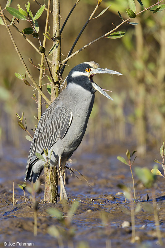 Yellow-crowned Night-Heron Nay., Mexico Dec. 2013