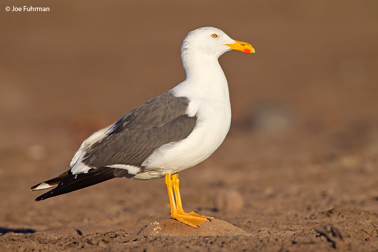 Yellow-footed Gull BCS, Mexico   March 2011