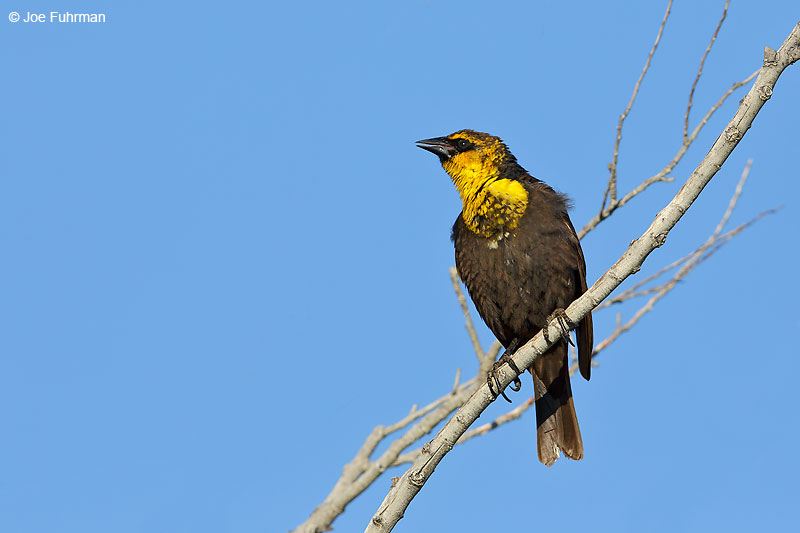 Yellow-headed Blackbird female L.A. Co., CA May 2016
