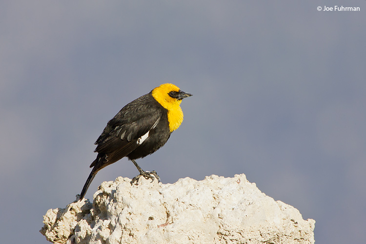 Yellow-headed Blackbird male Mono Co., CA June 2008