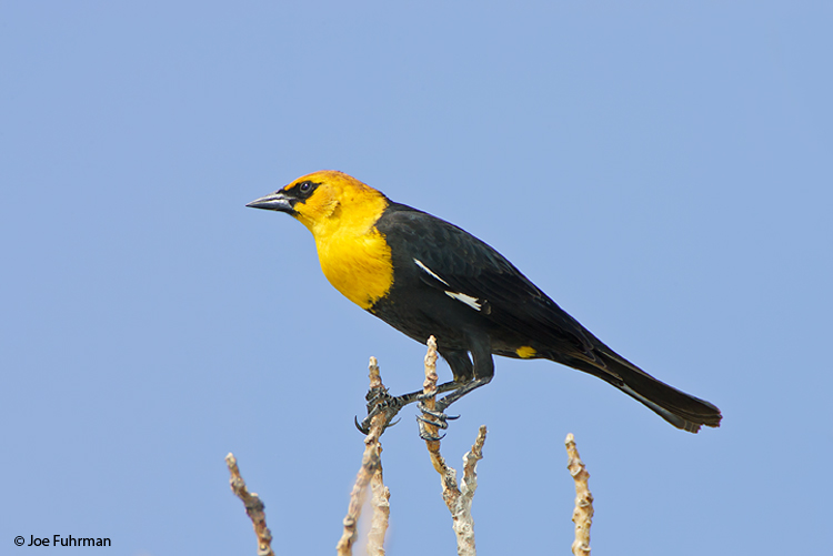 Yellow-headed Blackbird male Riverside Co., CA April 2007