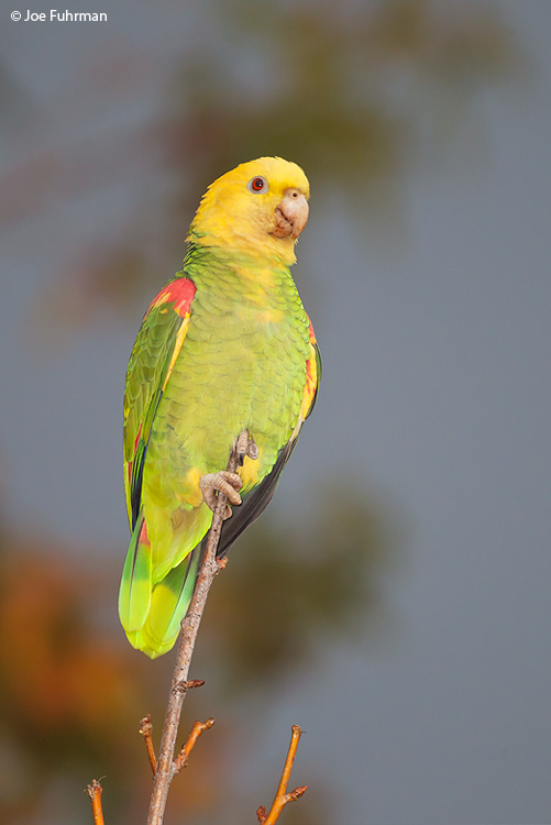 Yellow-headed Parrot L.A. Co., CA   Dec. 2011