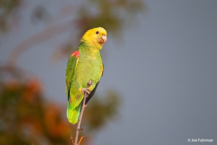 Yellow-headed Parrot L.A. Co., CA   Dec. 2011