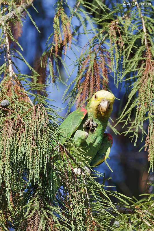 Yellow-headeded Parrot L.A. Co., CA    Sept. 2012