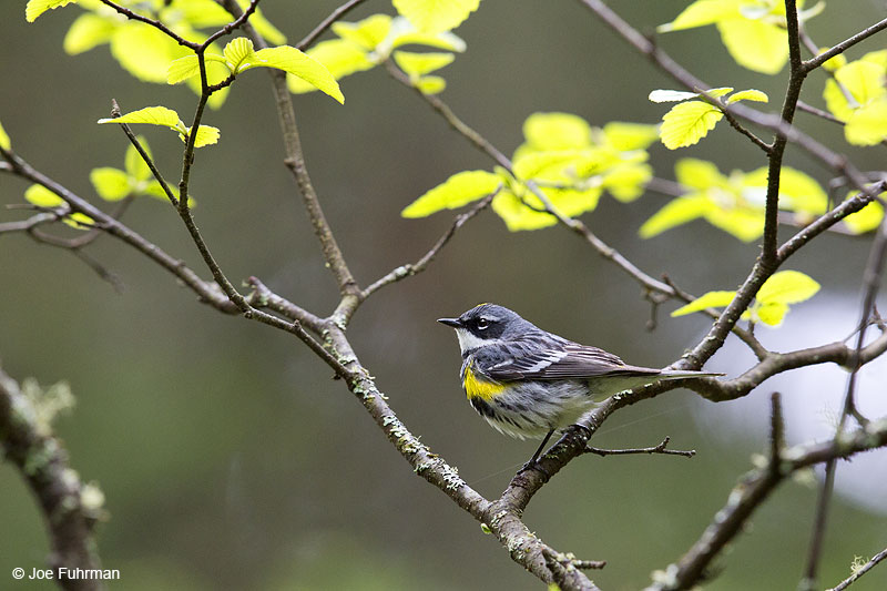 Yellow-rumped Warbler Piscataquis Co., ME May 2013
