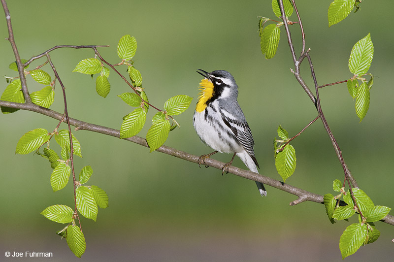 Yellow-throated Warbler Cattaraugus Co., NY May 2012