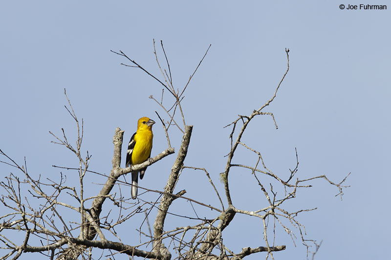 Yellow Grosbeak El Tuito, Jal., Mexico March 2013