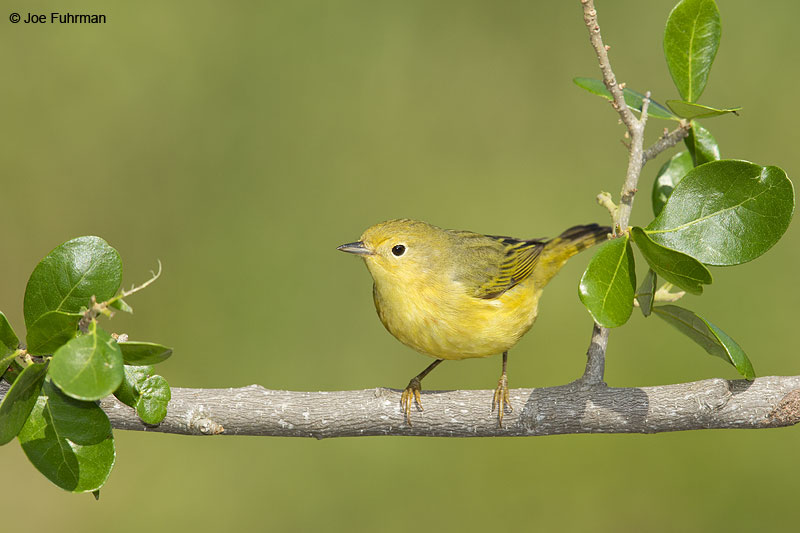 Yellow Warbler female Galveston Co., TX April 2014