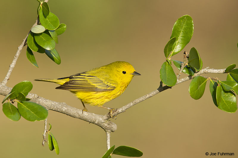 Yellow Warbler male Galveston Co., TX April 2014