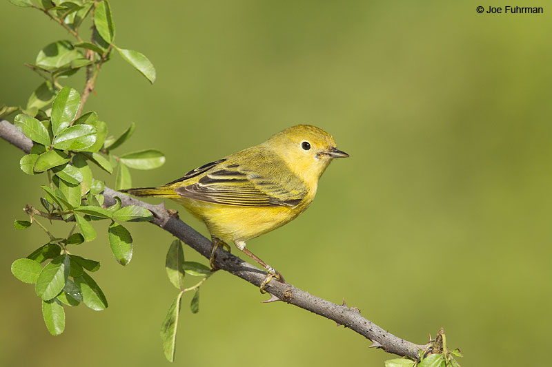 Yellow Warbler Galveston, TX April 2014