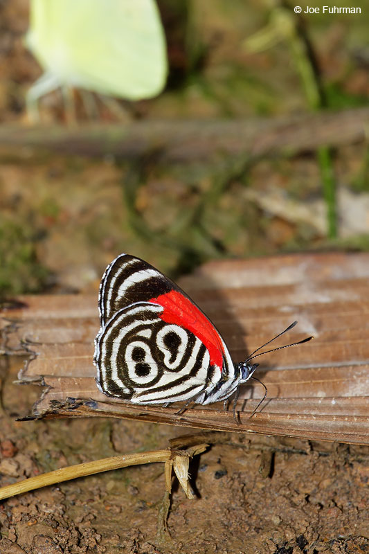 "89" Butterfly-No. Peru January 2007