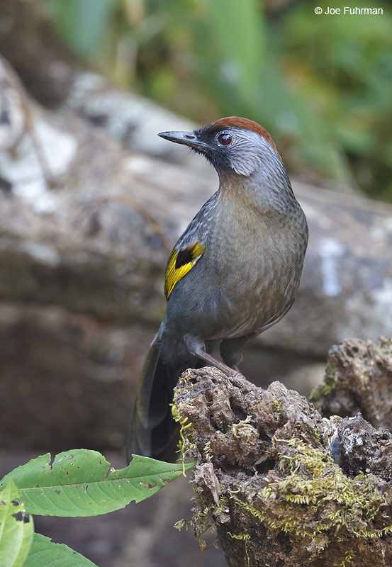 Chestnut-crowned Laughingthrush Thailand   Feb. 2012