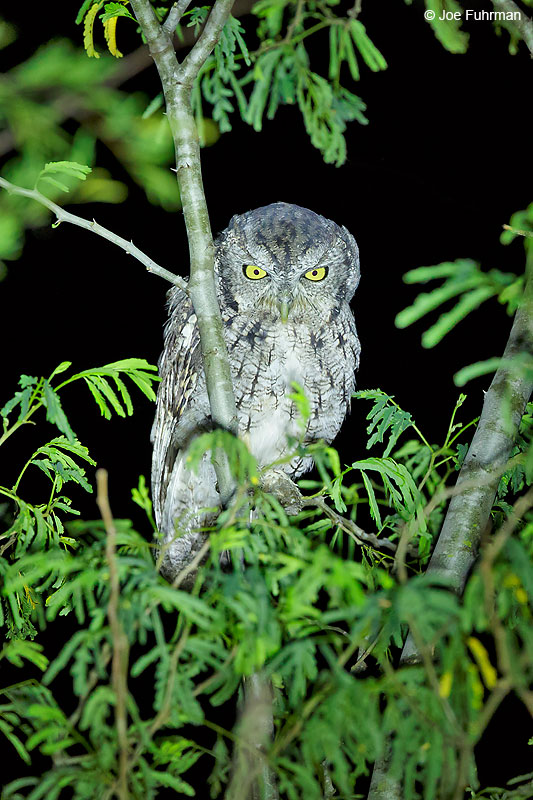 Eastern Screech-Owl Tamaulipas, Mexico Sept. 2016