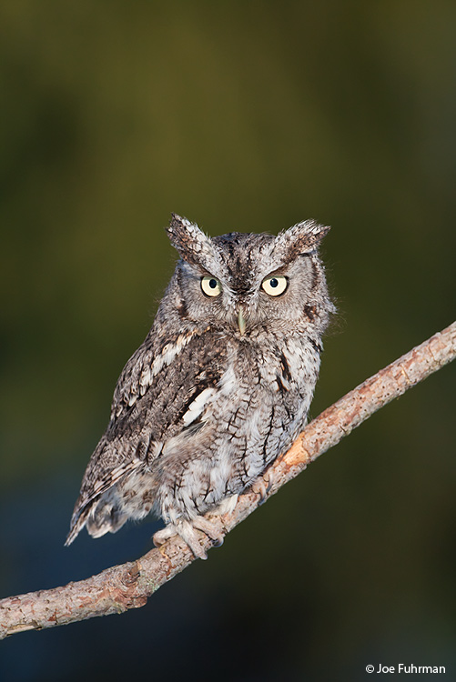 Eastern Screech-Owl Ontario, Canada February 2009