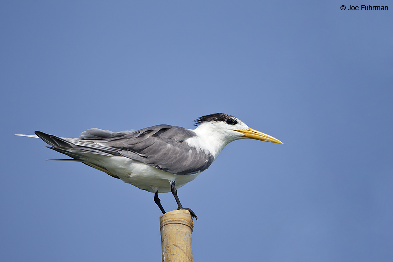 Great Crested Tern Thailand Feb. 2012