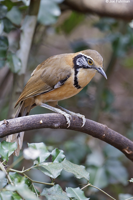 Necklaced Laughingthrush Thailand   Feb. 2012