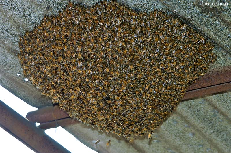Honey BeeL.A. Co., CA   November 2004