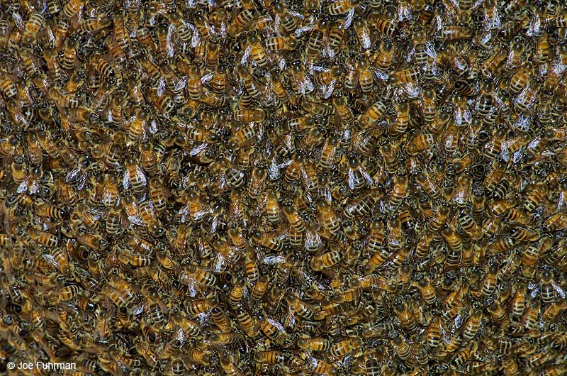 Honey BeeL.A. Co., CA   November 2004
